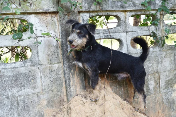 Cão Preto Está Subindo Formigueiro Para Olhar Para Fora Através — Fotografia de Stock