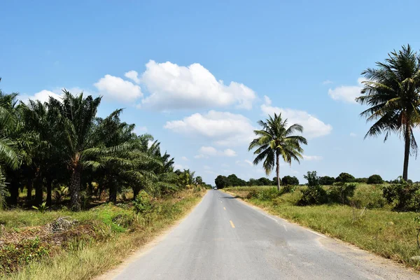 Offene Landstraßen Mit Palmenplantagen Und Blauem Himmel Hintergrund Südostasien Thailand — Stockfoto