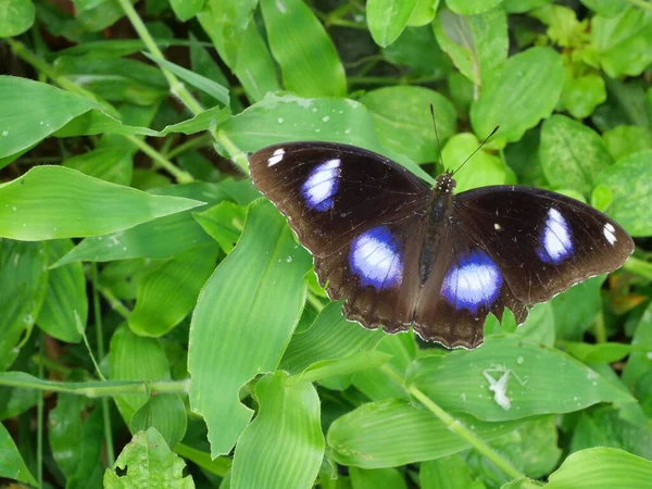 濃い茶色と青の羽の上に白い縞を結ぶ卵フライ蝶 天然緑の背景を持つ葉の植物に昆虫 — ストック写真