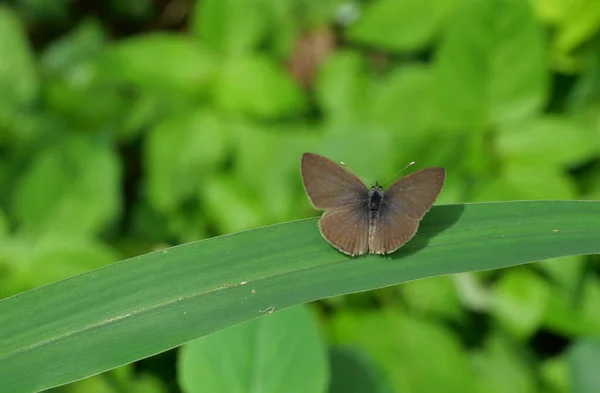 緑豊かな葉の上に青い蝶 熱帯地域のカラフルな昆虫 — ストック写真