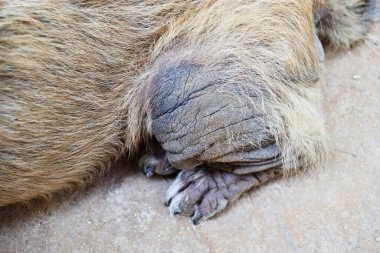 Köpek yara kabuklu deri hastalıkları, hasta bir hayvanın beyaz derisi kahverengi saçların dökülmesine ve kaşınmasına neden olan hayvan hastalığı.