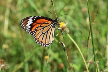 Kral kelebeği tarlada doğal yeşil arka planı olan İspanyol İğne çiçeğinin nektarını arıyor, Adi Kaplan Kelebeği 'nin kanadında beyaz ve siyah renk desenli turuncu   