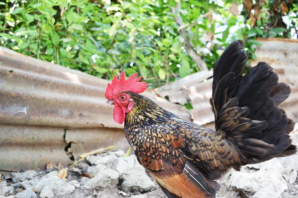 Bantam Hühner Auf Bauernhof Schwarz Mit Braunen Und Orangen Federstreifen — Stockfoto