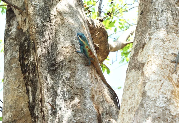 Blue Crested Lizard Calotes Mystaceus Climbing Tree Trunk Forest Thailand — Stock Photo, Image