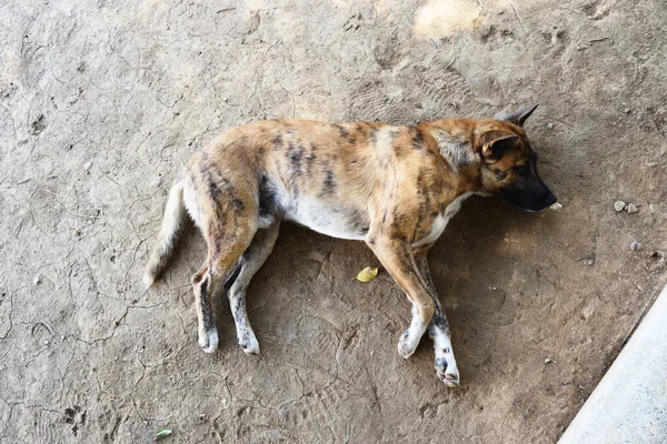 Patrón Negro Cuerpo Marrón Del Perro Que Está Durmiendo Grieta — Foto de Stock