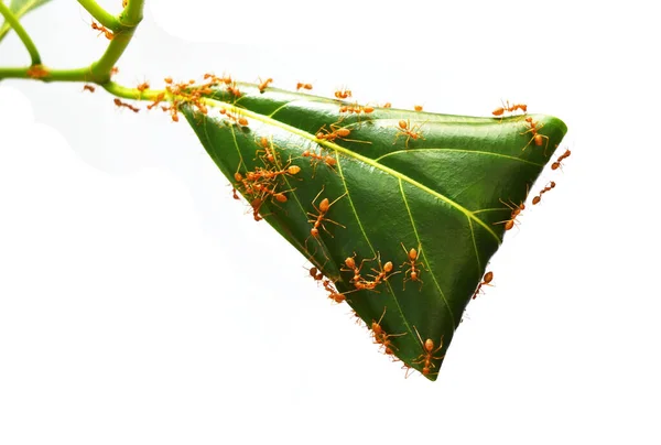 오렌지 가스터 그들의 둥지를 만들기 곤충들의 잎들은 배경에 외따로 떨어져 — 스톡 사진