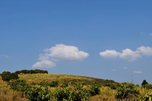 Árboles Campo Verde Colina Curva Nube Cúmulo Hermoso Cielo Azul — Foto de Stock