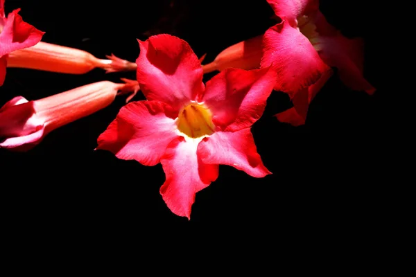 Desert Rose blossom on black background , Tropical flower with red and white petal