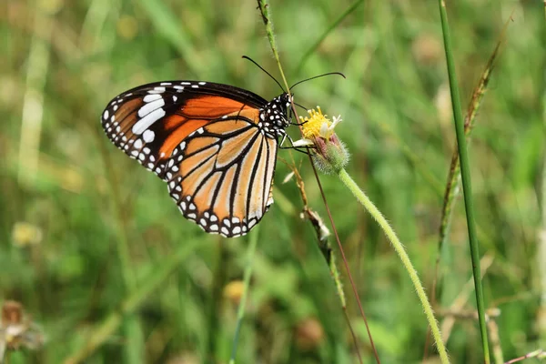 The Monarch butterfly seeking nectar on the Spanish Needle flower in the field with natural green background, Orange  with white and black color pattern on wing of The Common Tiger butterfly