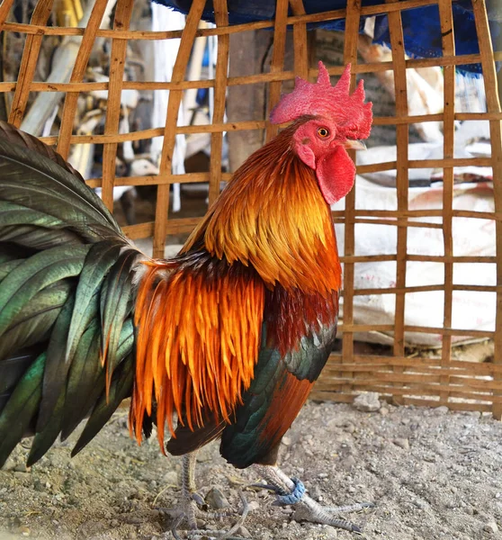 Bantam Hühner Auf Der Farm Schwarz Mit Braunen Und Orangen — Stockfoto