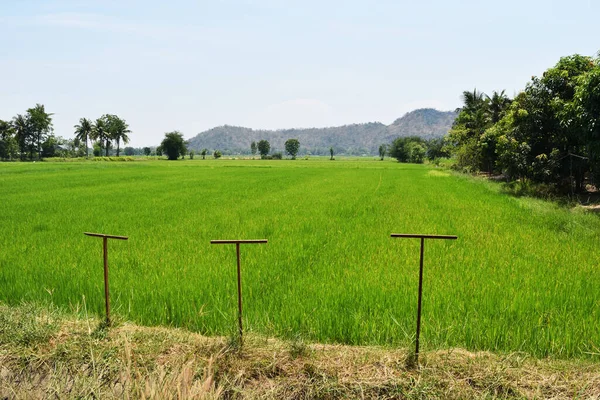 Trästolpar Form Bokstav Vid Kanten Risfältet Spannmål Gröda Tropiska Thailand — Stockfoto