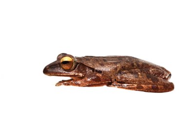 Tropikal Asya 'da büyük bir amfibi ışıltısı, beyaz arka planda izole ağaç kurbağası.