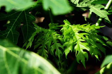 Papaya ağacının yaprakları karanlık, yeşil yapraklı yeşil şeritli siyah arkaplan ile çevrilidir.