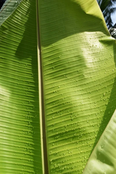 Gotas Agua Sobre Hoja Plátano Verde Textura Para Añadir Texto —  Fotos de Stock