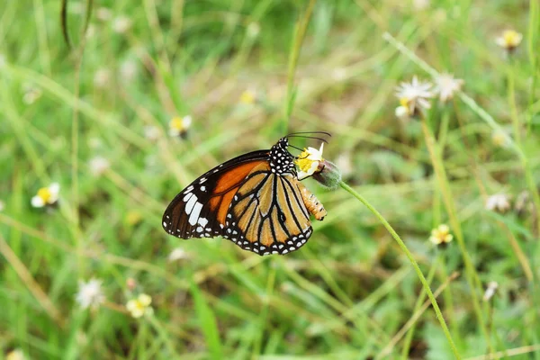Monarch Vlinder Zoek Naar Nectar Spaanse Naaldbloem Het Veld Met — Stockfoto