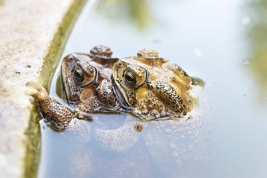Kurbağalar suda çiftleşiyor, amfibiler tropikal Asya 'da, Tayland' da yerel yaratıklar, hayvan üreme sistemi, Asya 'da erkek kurbağa üremesi dişinin sırtına sarılıyor.