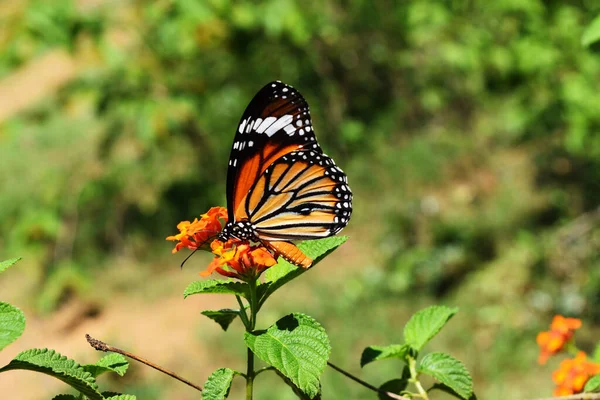 Tigre Común Danaus Genutia Mariposa Que Busca Néctar Flor Lantana — Foto de Stock