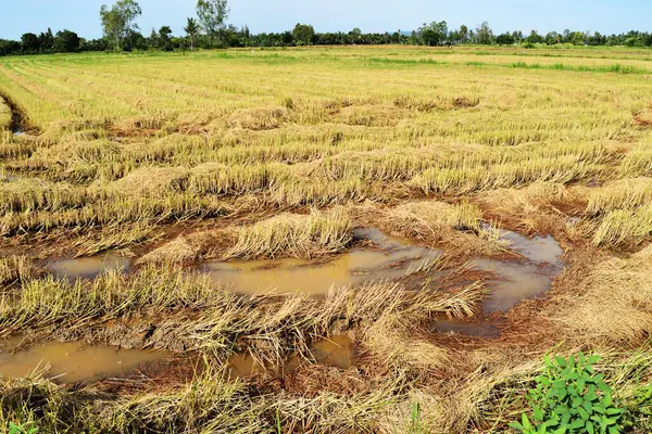 Stumpar Och Gyllene Gula Blad Risplantor Fält Efter Skörd Plantation — Stockfoto