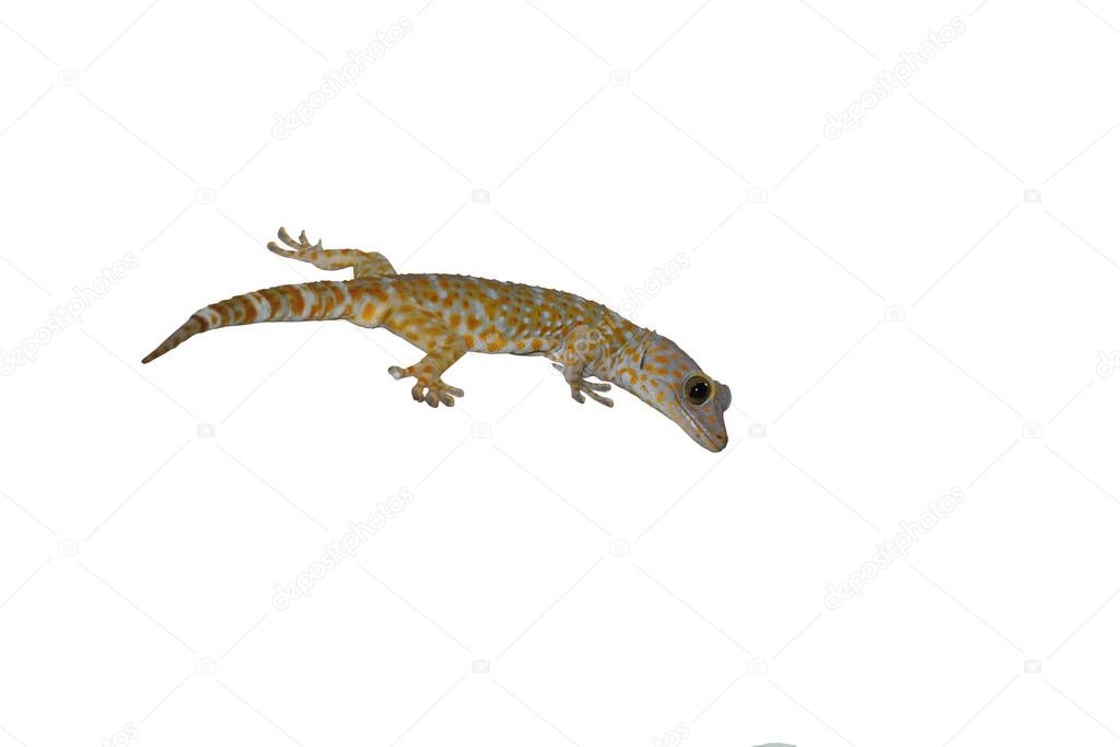 Tokay gecko on isolated on white background , Many orange color dots spread on blue skin of Gekko gecko , Reptiles in the homes of the tropics