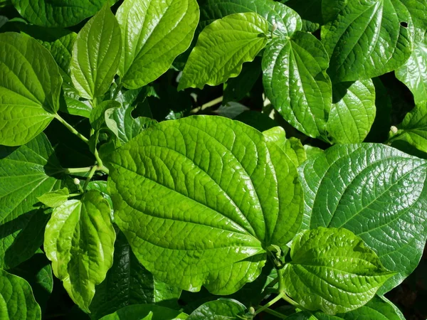 Ryhmä Vihreät Lehdet Jotka Ovat Ruokaa Lääkekasveja Piper Sarmentosum Tai — kuvapankkivalokuva
