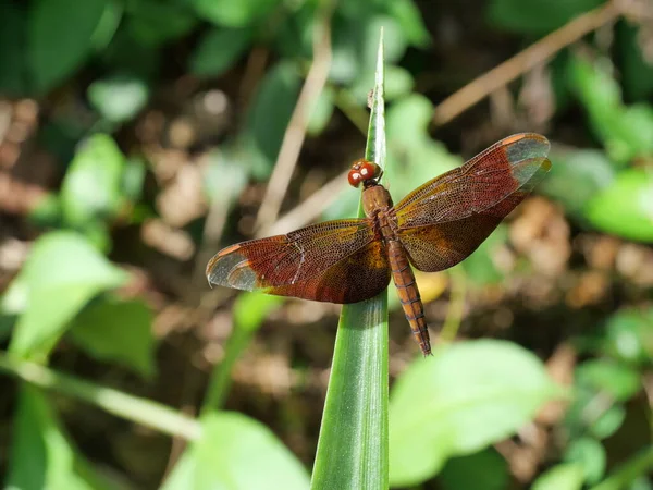 Fulvous Forest Skimmer Neurothemis Fulvia Øyenstikker Som Hviler Ananasblad Med – stockfoto