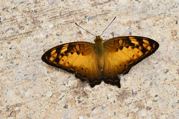 Agrante Vagrans Sinha Sinha Borboleta Rocha Brown Com Padrão Amarelo — Fotografia de Stock