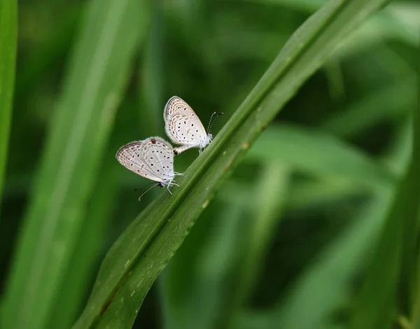 Tiny Grass Blue Butterfly Parning Träd Med Naturlig Grön Bakgrund — Stockfoto