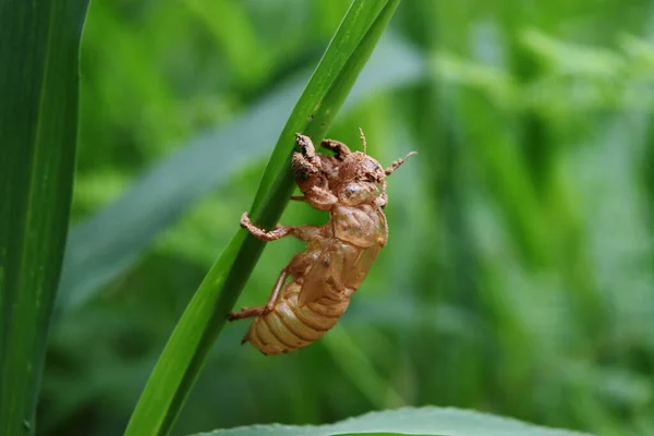 Cicada Slupka Lití Přírodním Zeleným Pozadím Prázdný Hmyzí Larva Slupka — Stock fotografie