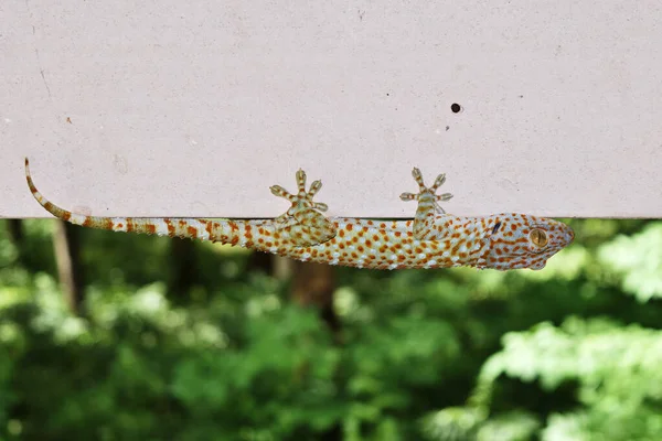 Gekko Tokay Gecko Com Cauda Curvada Parede Cinza Muitos Pontos — Fotografia de Stock