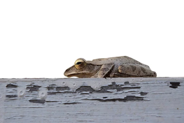 아시아 배경에 떨어져 개구리 — 스톡 사진