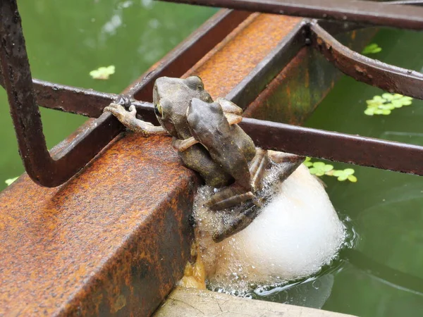금속판에 개구리 수컷이 기르는 개구리는 의등에 개구리는 짓기를 있으며 파이프에 — 스톡 사진
