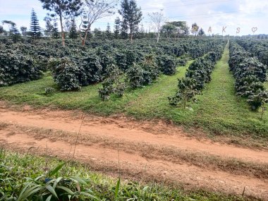 Asfaltsız yol, çiftlikteki Robusta kahve ağacı fidanı, Paksong 'taki bahçede yeşil yapraklar, Laos...