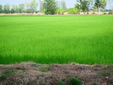 Yeşil çeltik pirinç tarlaları, tropikal tarım ürünleri, toprak arazideki yoğun bitki grupları, Tayland 'daki plantasyon alanları.