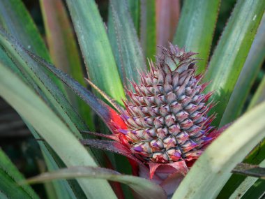 Arka planda yeşil yapraklar olan ananas çiçeği, çiçeğin mor yaprakları meyvenin üzerinde bahar.