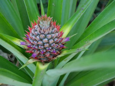 Arka planda yeşil yapraklar olan ananas çiçeği, çiçeğin mor yaprakları meyvenin üzerinde bahar.