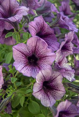 Büyüleyici ev çiçekleri