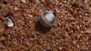 Hint Okyanusu eserleri makro stilde