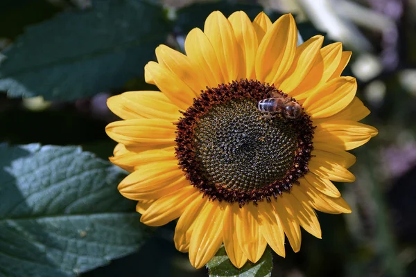 Вечная пчела — стоковое фото