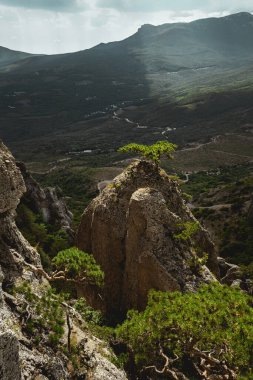 Güneş tarafından vurgulanan Kayalıklardaki Küçük Ağaç