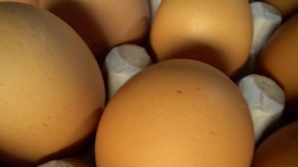 Chicken Eggs Box Panning — Stock Video