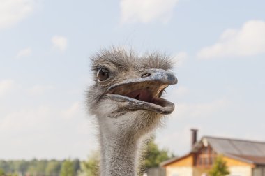 Funny ostrich clipart