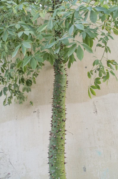 Un albero con spine — Foto Stock