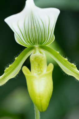 Paphiopedilum orkide doğada kapandı