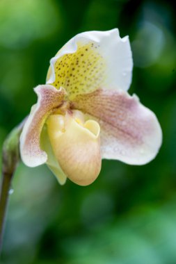 Paphiopedilum orkide doğada kapandı