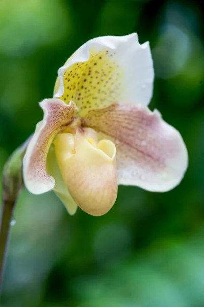 Paphiopedilum, orchidej zavřený v přírodě — Stock fotografie