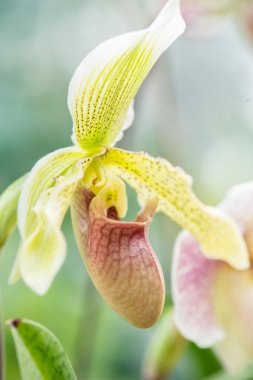 Paphiopedilum orkide doğada kapandı