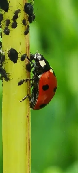 Ladybird Escalando Talo Uma Flor — Fotografia de Stock