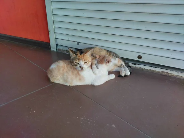 Dos Gatos Descansan Suelo — Foto de Stock