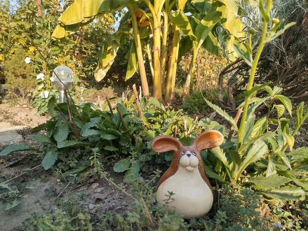 Der Hase Garten — Stockfoto