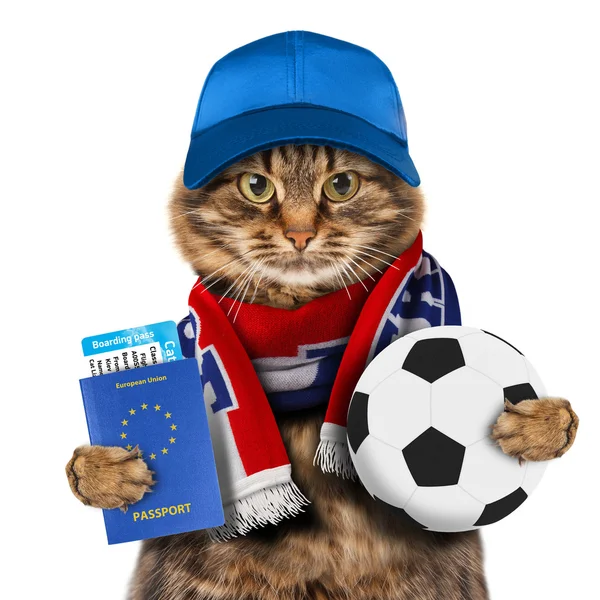Grappige kat houdt voetbal — Stockfoto